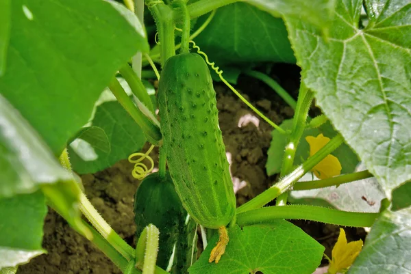 Groene jonge komkommer — Stockfoto
