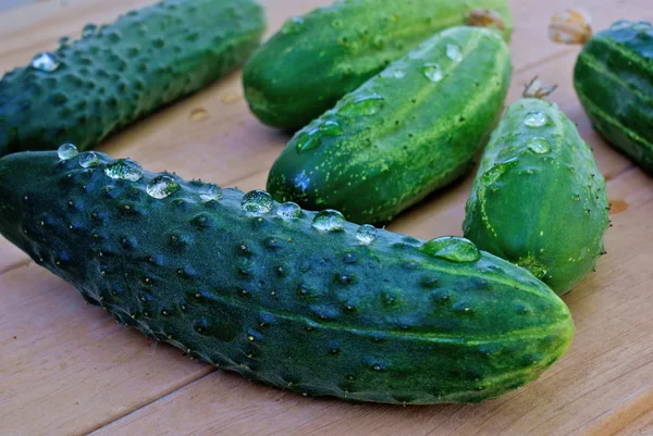 Appetizing green young cucumber — Stockfoto