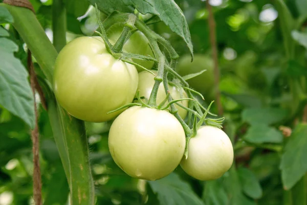 Полумесяц зелёный помидор — стоковое фото