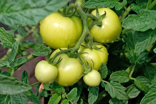 Crescent groene tomaat — Stockfoto