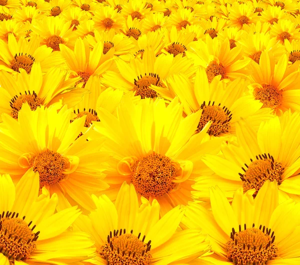 Yellow field camomile — Stock Photo, Image