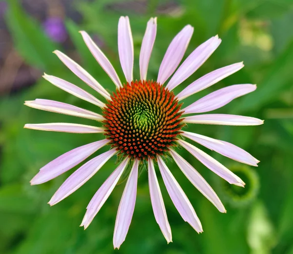 Bulanık arka plan üzerine güzel bir çiçek — Stok fotoğraf