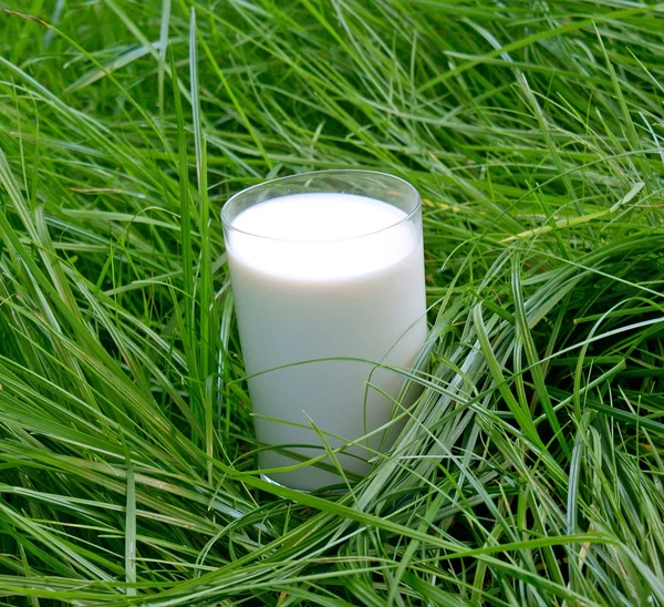 Taze süt — Stok fotoğraf