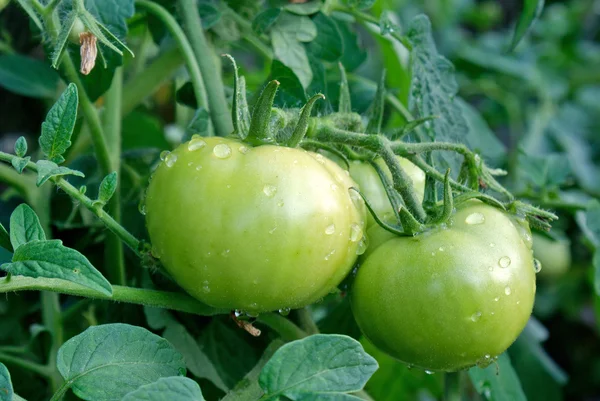 三日月形の緑のトマト — ストック写真
