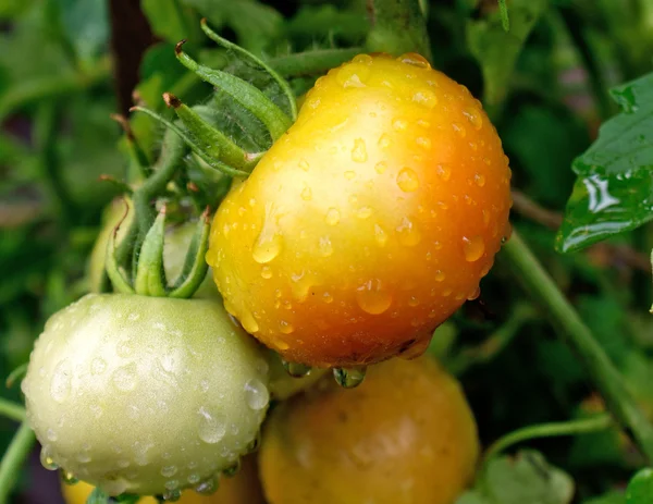 Tomate naranja creciente — Foto de Stock