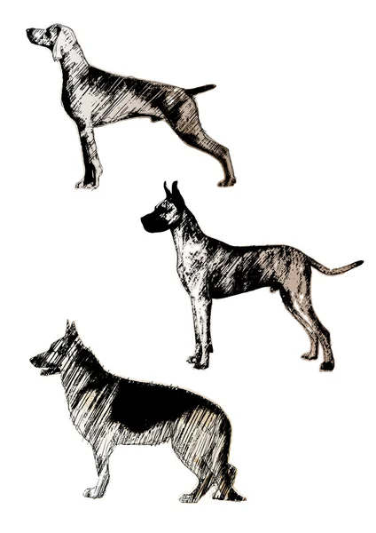 Собачье трио — стоковый вектор