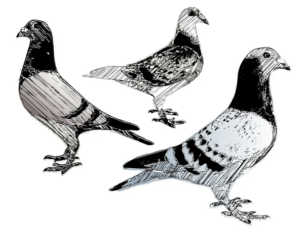 Trío de palomas — Vector de stock