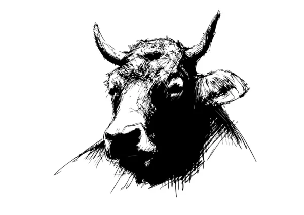 Koe — Stockvector