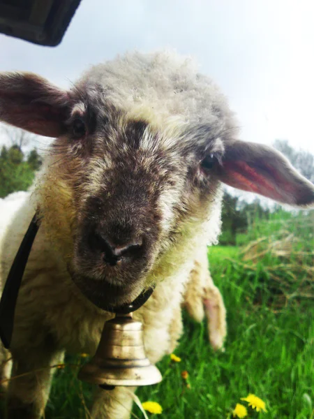 驚いて羊 — ストック写真