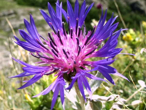 Dark blue flower. — Stock Photo, Image