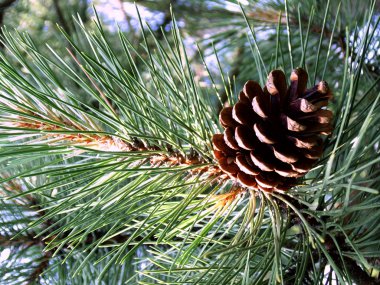 The cone pine. clipart