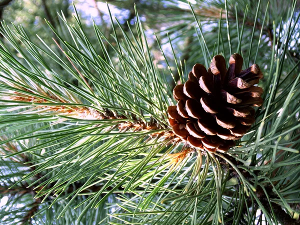 The cone pine. Stock Photo