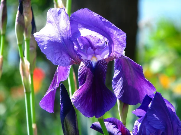 Flower the Iris. — Stock Photo, Image