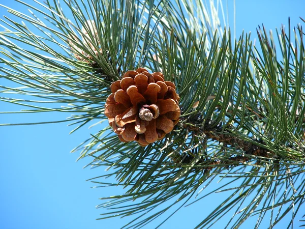 The pine cone. — Stock Photo, Image
