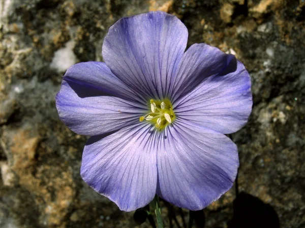 Flower. — Stock Photo, Image