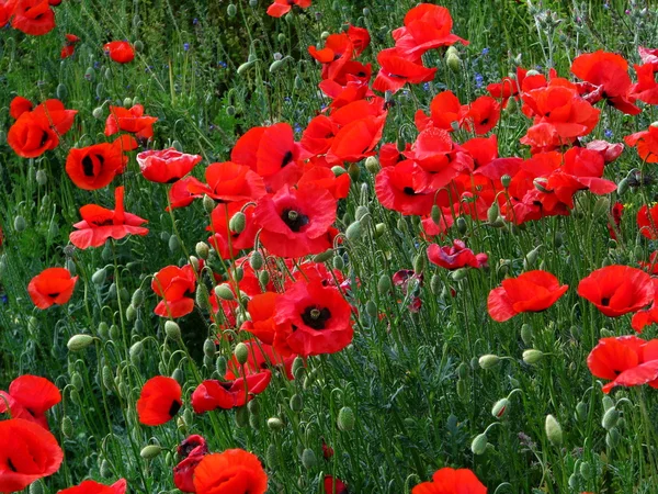 Poppies Stock Picture