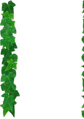 Green English Ivy leaves frame white clipart