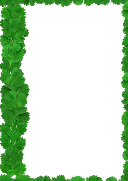 Коріандр листя - кінза — стокове фото
