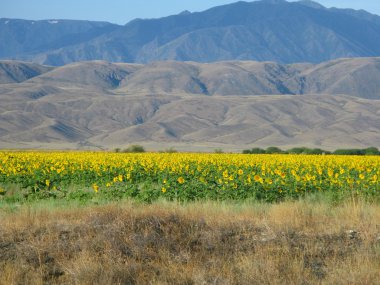 een veld met zonnebloemen in de steppe