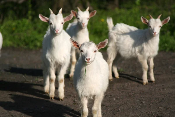 stock image White little 4 goats,