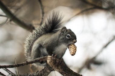 A Golden-Mantled Ground Squirrel clipart