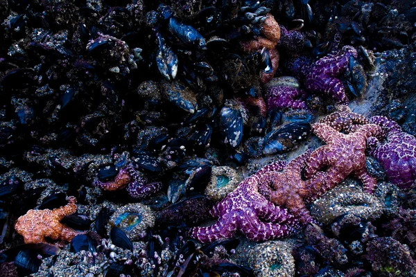 Deniz kabukları — Stok fotoğraf