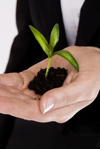 stock image Business hand