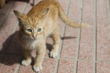 Kırmızı oynak yavru kedi