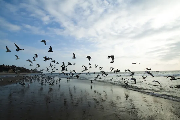 Kıyıdaki martılar — Stok fotoğraf