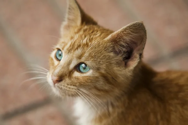 赤の遊び心のある子猫 — ストック写真
