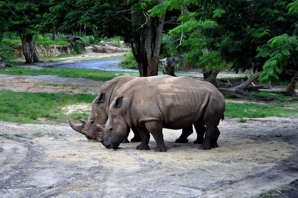 Rinoceronte na natureza . — Fotografia de Stock