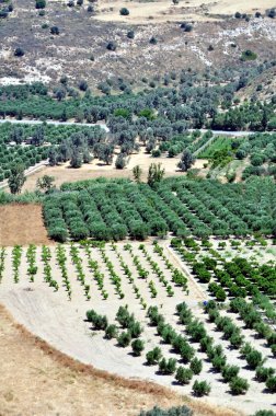 Girit yamaçları tarımda.