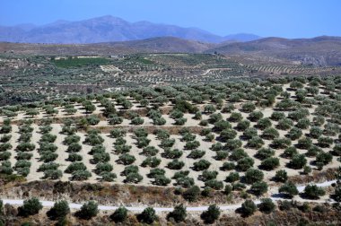 Tarımda crete, Yunanistan.
