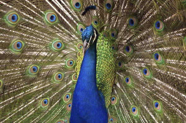 Kleurrijke peacock — Stockfoto