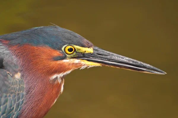 stock image Green Heron bird.