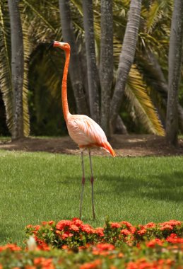 pembe flamingo.