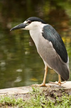 Black Crowned Night Heron. clipart