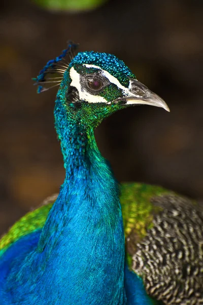 Färgglada peacock — Stockfoto