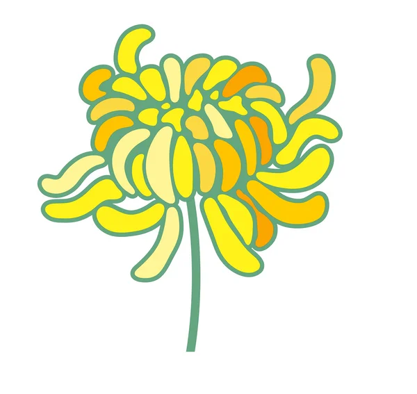 Желтая хризантема — стоковое фото