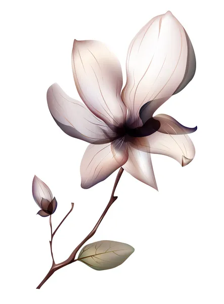 Manolya çiçeği — Stok fotoğraf