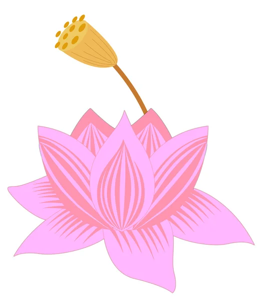 Roze lotus en bud — Stockfoto
