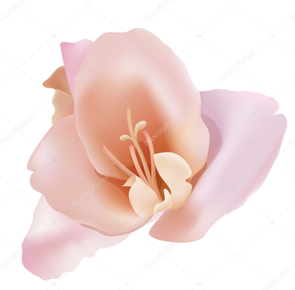 A pink magnolia flower