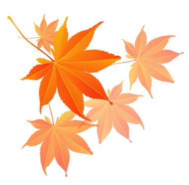 akçaağaç yaprağı