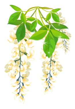 Wisteria clipart