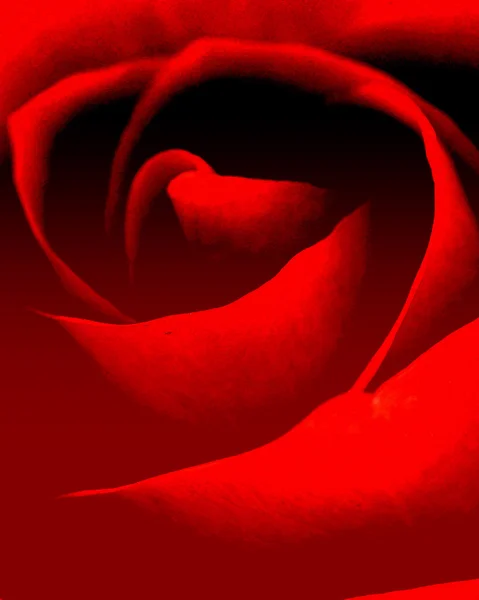 Stock image Red rose