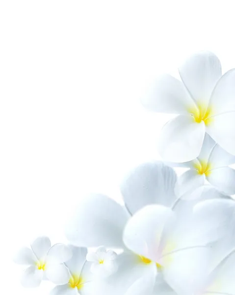 Flor delicada flor branca — Fotografia de Stock