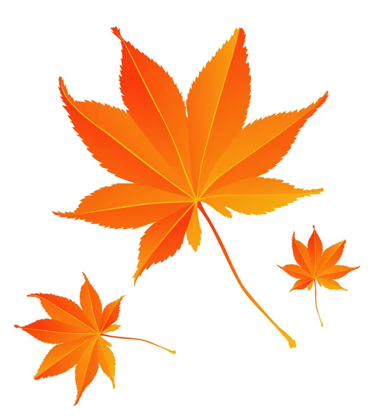 stock image Maple leaf