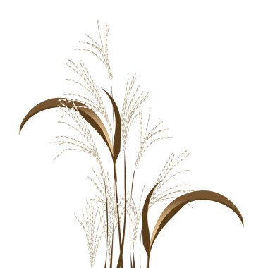 Reed clipart