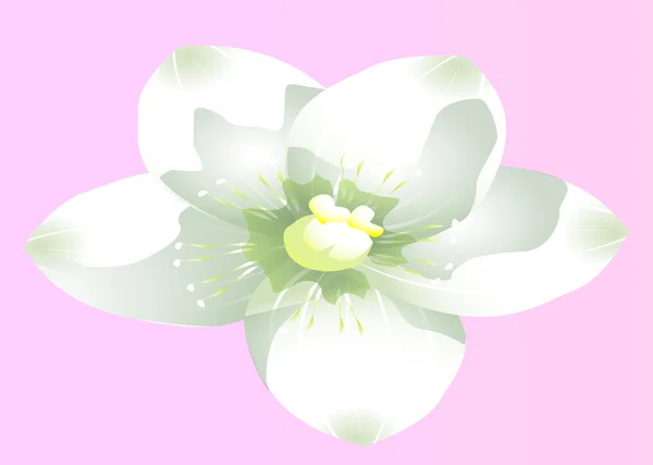 Fleur blanche — Photo