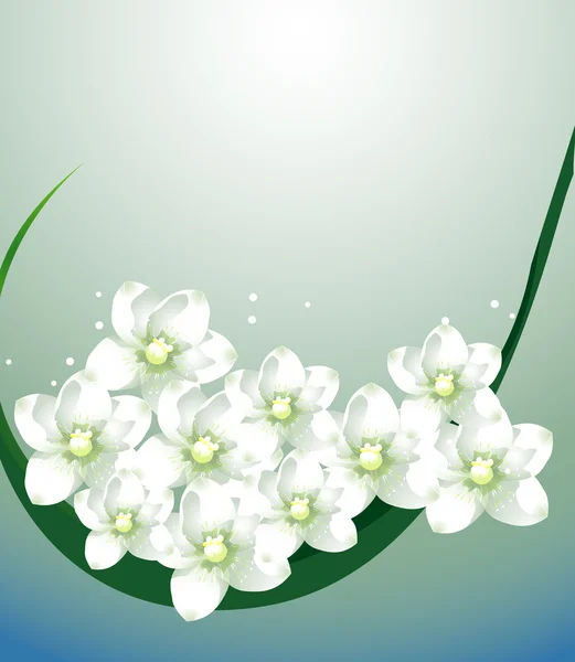 Flor branca — Fotografia de Stock
